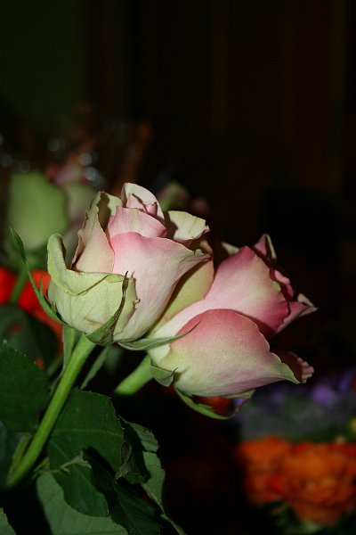 IMG 0081